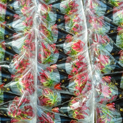 Air bag package with Crown Jewels Gloriosa